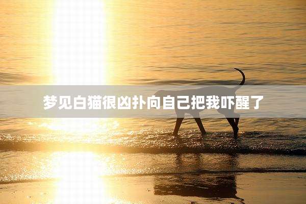 梦见白猫很凶扑向自己把我吓醒了
