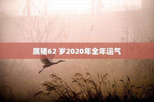 属猪62 岁2020年全年运气