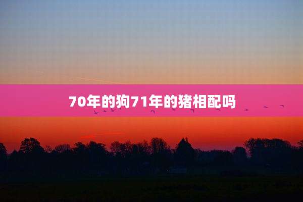 70年的狗71年的猪相配吗