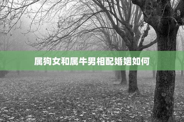 属狗女和属牛男相配婚姻如何