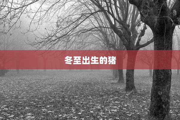 冬至出生的猪