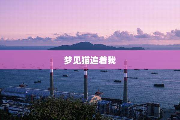 梦见猫追着我