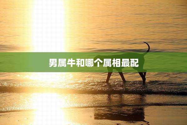 男属牛和哪个属相最配