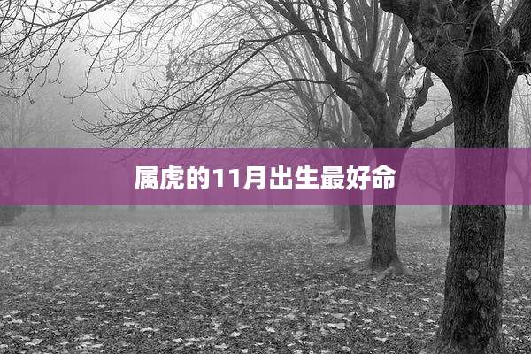 属虎的11月出生最好命