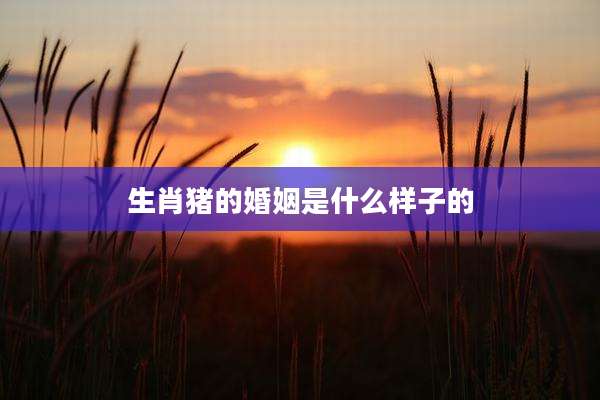 生肖猪的婚姻是什么样子的