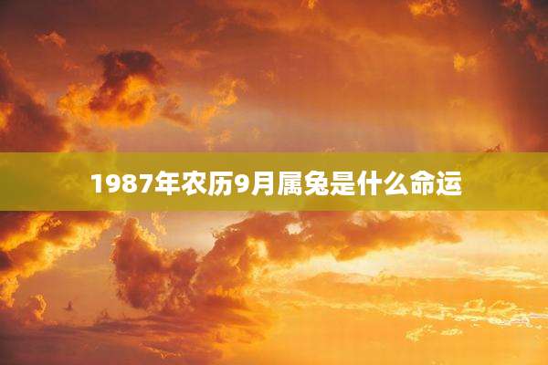 1987年农历9月属兔是什么命运