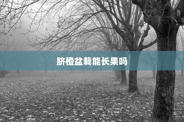 脐橙盆栽能长果吗
