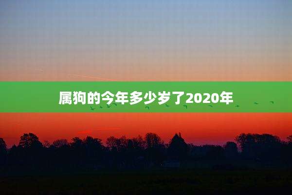 属狗的今年多少岁了2020年
