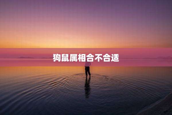 狗鼠属相合不合适