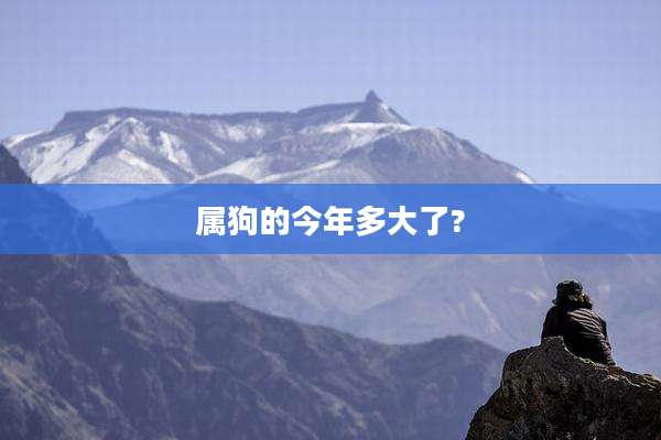属狗的今年多大了?