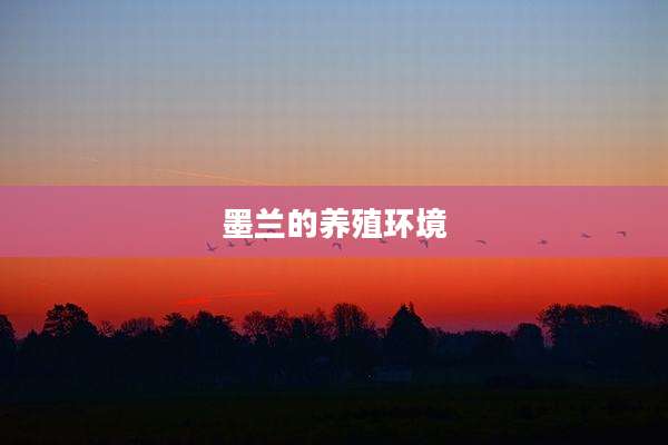 墨兰的养殖环境