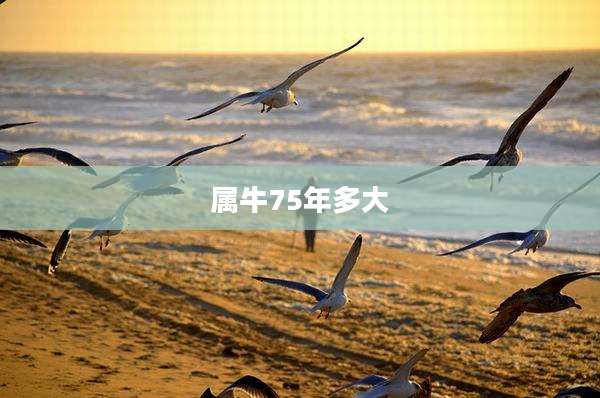属牛75年多大