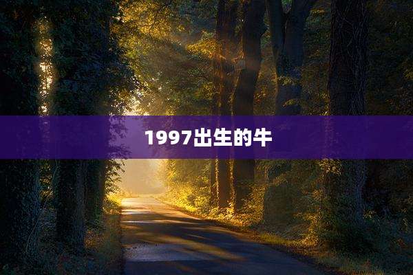 1997出生的牛