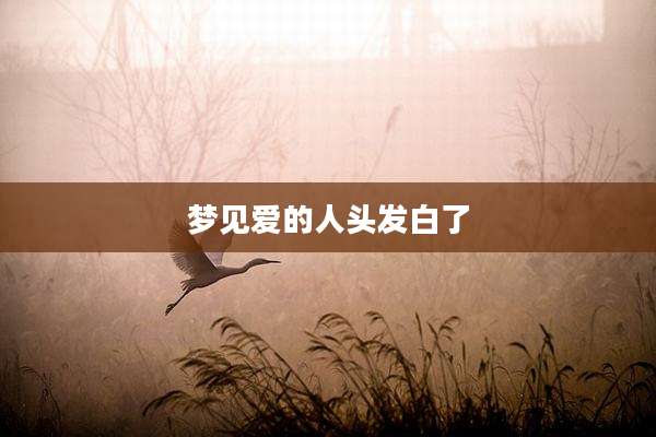 梦见爱的人头发白了