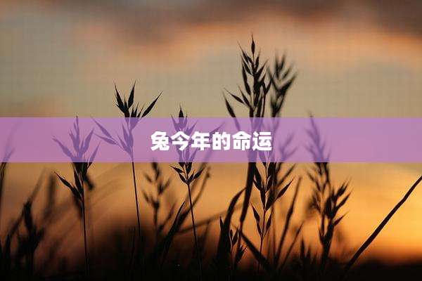 兔今年的命运