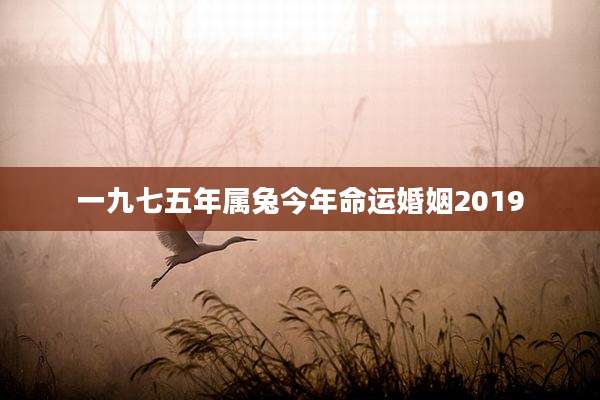 一九七五年属兔今年命运婚姻2019