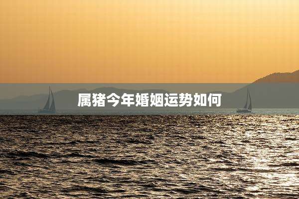 属猪今年婚姻运势如何