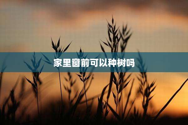家里窗前可以种树吗
