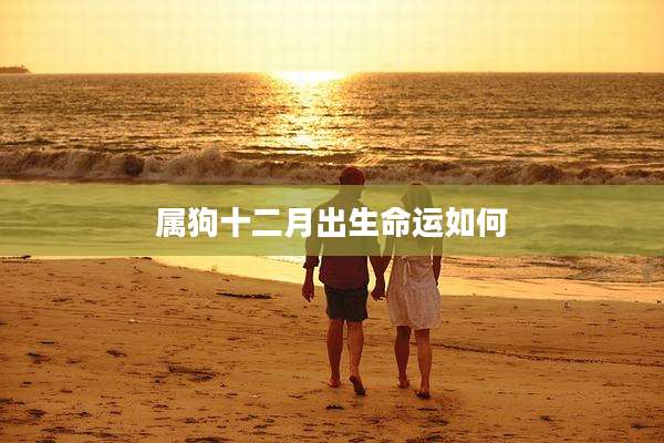 属狗十二月出生命运如何