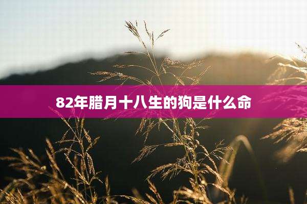 82年腊月十八生的狗是什么命