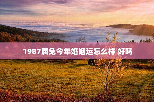 1987属兔今年婚姻运怎么样 好吗