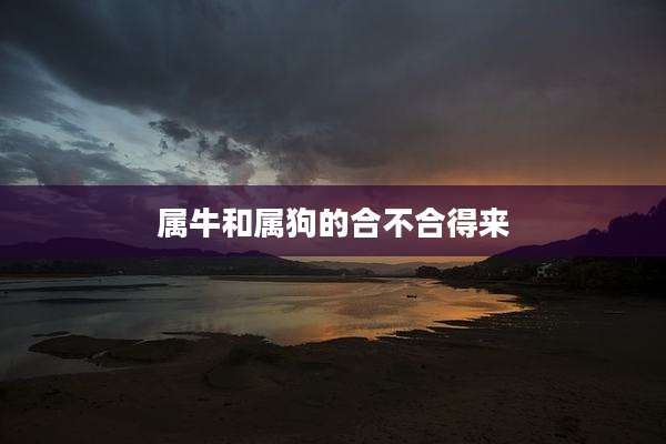 属牛和属狗的合不合得来
