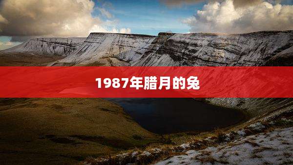 1987年腊月的兔