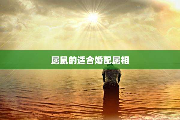 属鼠的适合婚配属相