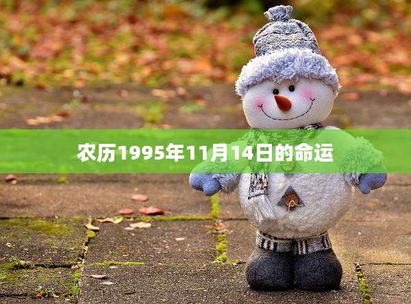 农历1995年11月14日的命运
