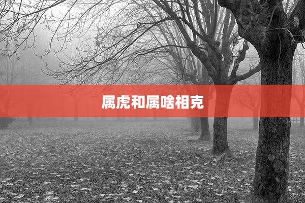 属虎和属啥相克