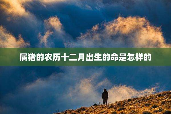 属猪的农历十二月出生的命是怎样的