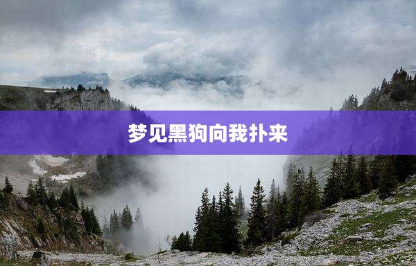 梦见黑狗向我扑来