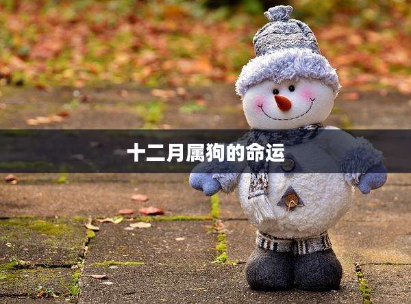 十二月属狗的命运