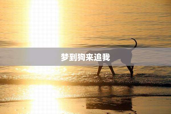 梦到狗来追我