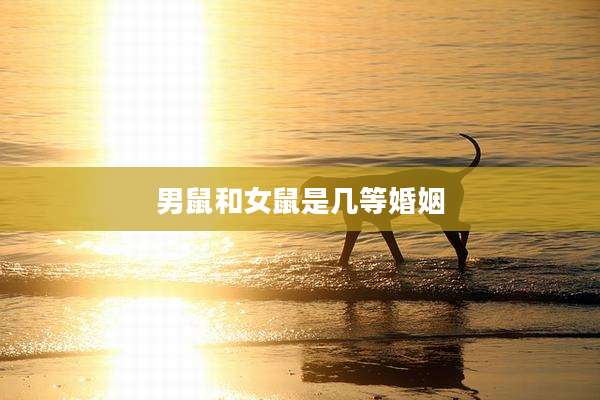 男鼠和女鼠是几等婚姻
