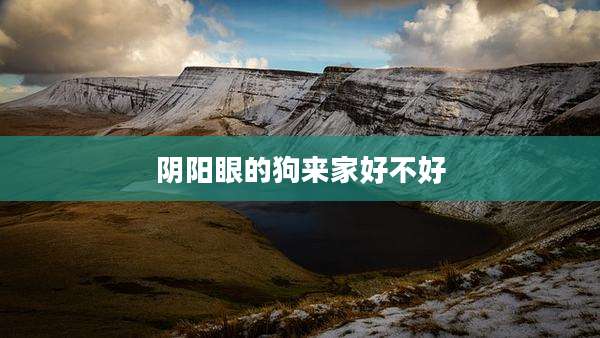 阴阳眼的狗来家好不好