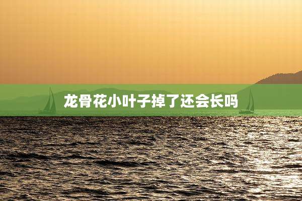 龙骨花小叶子掉了还会长吗