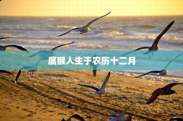 属猴人生于农历十二月