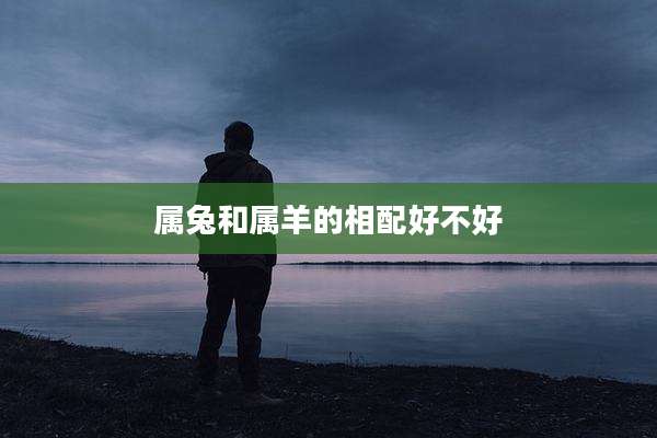 属兔和属羊的相配好不好