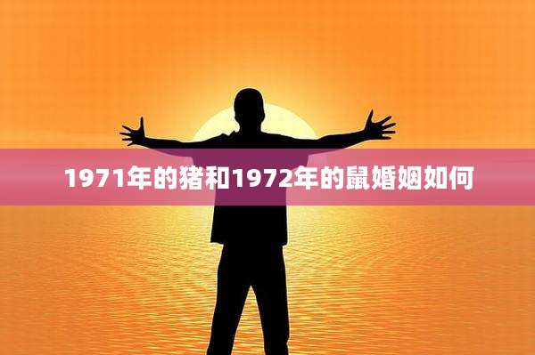 1971年的猪和1972年的鼠婚姻如何