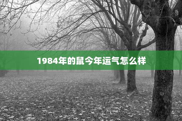 1984年的鼠今年运气怎么样