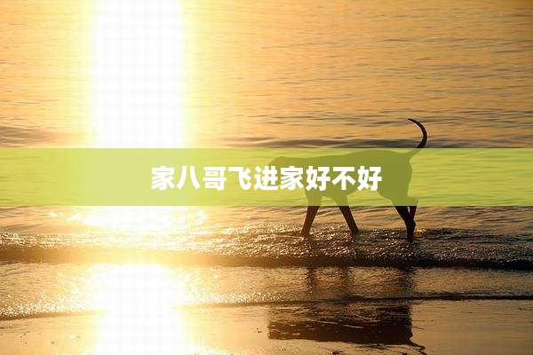 家八哥飞进家好不好