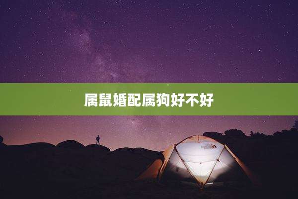 属鼠婚配属狗好不好