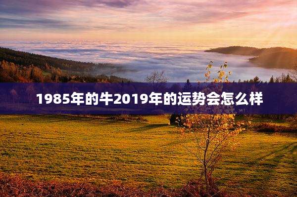 1985年的牛2019年的运势会怎么样