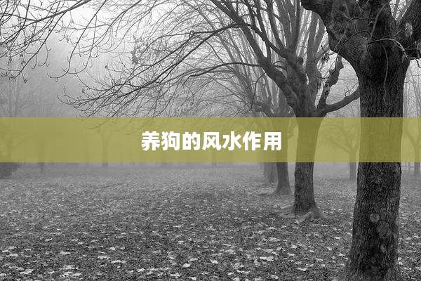 养狗的风水作用