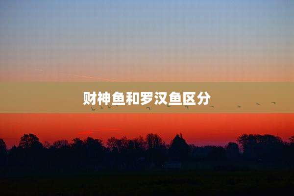 财神鱼和罗汉鱼区分