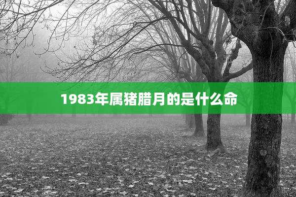 1983年属猪腊月的是什么命