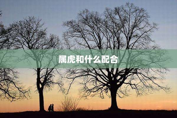 属虎和什么配合