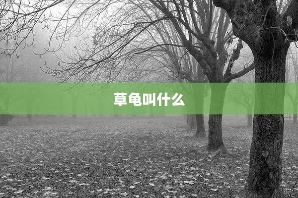草龟叫什么