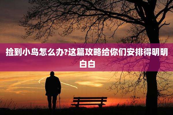 捡到小鸟怎么办?这篇攻略给你们安排得明明白白